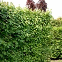 Naur Acer Campestre Solitær Busk 150-200 Cm. Høj,- 60-100 Cm. Bred. 14 Naur Acer Campestre Solitær Busk 150-200 Cm. Høj,- 60-100 Cm. Bred. -Osmo Salgsbutik p13 54049 acer campestre cdc3