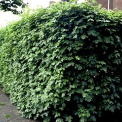 Naur Acer Campestre Solitær Busk 150-200 Cm. Høj,- 60-100 Cm. Bred. 15 Naur Acer Campestre Solitær Busk 150-200 Cm. Høj,- 60-100 Cm. Bred. -Osmo Salgsbutik p13 54050 acer campestre 3c41