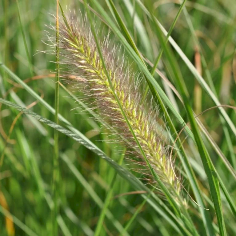 Lampepudsergræs 'Hameln' Pennisetum Alopecuroides 'Hameln' 1 Liter Potte 3 Lampepudsergræs 'Hameln' Pennisetum Alopecuroides 'Hameln' 1 Liter Potte