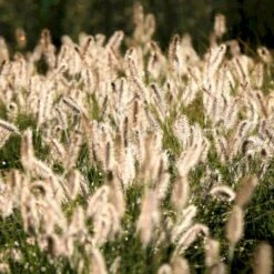 Lampepudsergræs 'Hameln' Pennisetum Alopecuroides 'Hameln' 1 Liter Potte 15 Lampepudsergræs 'Hameln' Pennisetum Alopecuroides 'Hameln' 1 Liter Potte -Osmo Salgsbutik p1407 50911 pennisetum alopecuroides hameln b42c