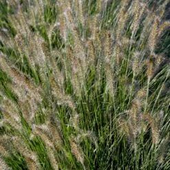 Lampepudsergræs 'Hameln' Pennisetum Alopecuroides 'Hameln' 1 Liter Potte 16 Lampepudsergræs 'Hameln' Pennisetum Alopecuroides 'Hameln' 1 Liter Potte -Osmo Salgsbutik p1407 50912 pennisetum alopecuroides hameln e96b