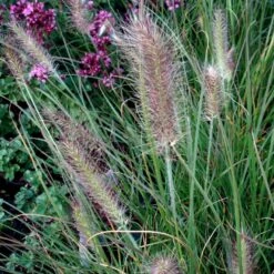 Lampepudsergræs 'Hameln' Pennisetum Alopecuroides 'Hameln' 1 Liter Potte 17 Lampepudsergræs 'Hameln' Pennisetum Alopecuroides 'Hameln' 1 Liter Potte -Osmo Salgsbutik p1407 50913 pennisetum alopecuroides hameln a7e9