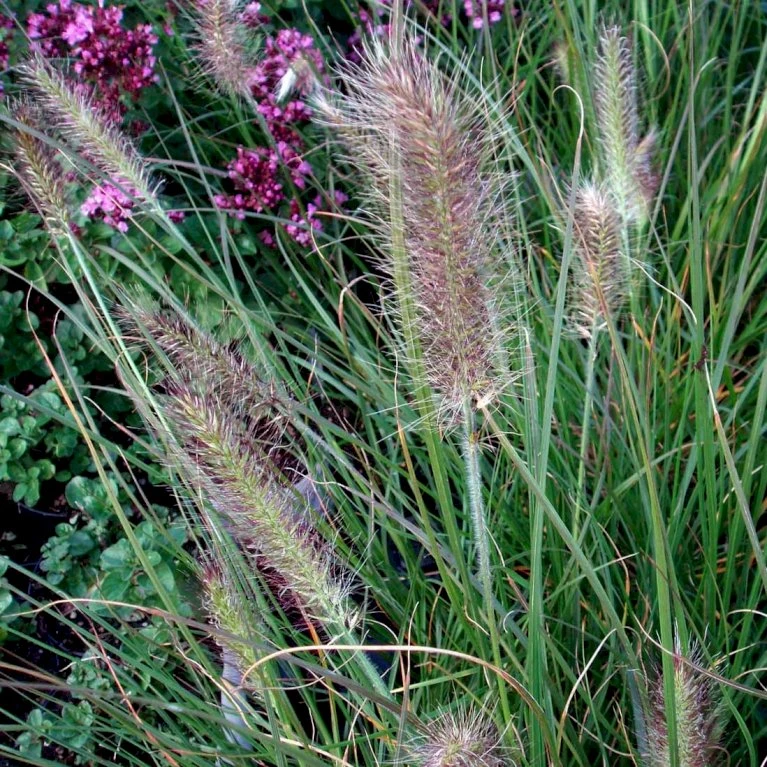 Lampepudsergræs 'Hameln' Pennisetum Alopecuroides 'Hameln' 1 Liter Potte 7 Lampepudsergræs 'Hameln' Pennisetum Alopecuroides 'Hameln' 1 Liter Potte - Billede 5