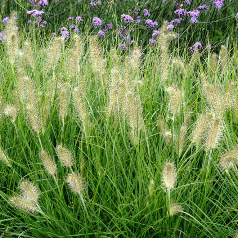 Lampepudsergræs 'Hameln' Pennisetum Alopecuroides 'Hameln' 1 Liter Potte 8 Lampepudsergræs 'Hameln' Pennisetum Alopecuroides 'Hameln' 1 Liter Potte - Billede 6