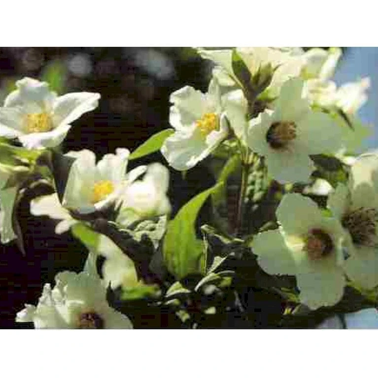 Uægte Jasmin 'Erectus' Philadelphus Lemoinei 'Erectus' Med Klump,- 100-120 Cm. 3 Uægte Jasmin 'Erectus' Philadelphus Lemoinei 'Erectus' Med Klump,- 100-120 Cm.