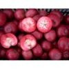 Æble 'Rosette' Malus X 'Rosette' Dværgtræ, 3-5 Grene, 6,7 Liter Potte, 80-100 Cm. -Osmo Salgsbutik p14573 7947 malus x rosette nyhed 80f5