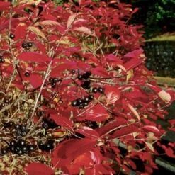 Storfrugtet Surbær Aronia Melanocarpa Solitær Busk 125-150 Cm., Med Klump -Osmo Salgsbutik p150 54053 aronia melanocarpa 6a62