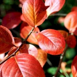 Storfrugtet Surbær Aronia Melanocarpa Solitær Busk 125-150 Cm., Med Klump -Osmo Salgsbutik p150 54054 aronia melanocarpa 342a