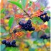 Surbær 'Norðîc® Aron' Aronia Melanocarpa 'Norðîc® Aron' 5 Liter Potte -Osmo Salgsbutik p152 47305 aronia melanocarpa nordjic aron eb98