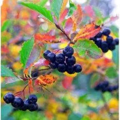 Surbær 'Norðîc® Aron' Aronia Melanocarpa 'Norðîc® Aron' 5 Liter Potte