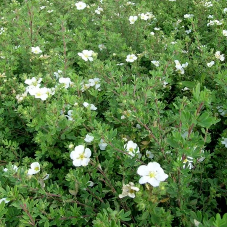 Buskpotentil 'Abbotswood' Potentilla Fruticosa 'Abbotswood' Potte 2,0 Liter,- 25-30 Cm. 5 Buskpotentil 'Abbotswood' Potentilla Fruticosa 'Abbotswood' Potte 2,0 Liter,- 25-30 Cm. - Billede 3