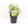 Buskpotentil 'Goldfinger' Potentilla Fruticosa 'Goldfinger' Potte 2,0 Liter,- 25-30 Cm. 2 Buskpotentil 'Goldfinger' Potentilla Fruticosa 'Goldfinger' Potte 2,0 Liter,- 25-30 Cm. -Osmo Salgsbutik p1550 33937 potentilla fruticosa goldfinger 0dc1