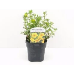 Buskpotentil 'Goldfinger' Potentilla Fruticosa 'Goldfinger' Potte 2,0 Liter,- 25-30 Cm.