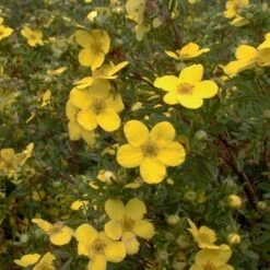 Buskpotentil 'Goldfinger' Potentilla Fruticosa 'Goldfinger' Potte 2,0 Liter,- 25-30 Cm. 12 Buskpotentil 'Goldfinger' Potentilla Fruticosa 'Goldfinger' Potte 2,0 Liter,- 25-30 Cm. -Osmo Salgsbutik p1550 47482 potentilla fruticosa goldfinger 289a