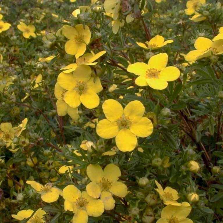 Buskpotentil 'Goldfinger' Potentilla Fruticosa 'Goldfinger' Potte 2,0 Liter,- 25-30 Cm. 5 Buskpotentil 'Goldfinger' Potentilla Fruticosa 'Goldfinger' Potte 2,0 Liter,- 25-30 Cm. - Billede 3