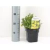 Buskpotentil 'Kobold' Potentilla Fruticosa 'Kobold' Potte 2,0 Liter,- 25-30 Cm. -Osmo Salgsbutik p1552 34229 potentilla fruticosa kobold 102e