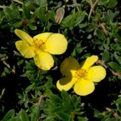 Buskpotentil 'Kobold' Potentilla Fruticosa 'Kobold' Potte 2,0 Liter,- 25-30 Cm. -Osmo Salgsbutik p1552 47483 potentilla fruticosa kobold 842b