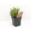 Buskpotentil 'Red Ace' Potentilla Fruticosa 'Red Ace' Potte 2,0 Liter,- 25-30 Cm. 2 Buskpotentil 'Red Ace' Potentilla Fruticosa 'Red Ace' Potte 2,0 Liter,- 25-30 Cm. -Osmo Salgsbutik p1556 33938 potentilla fruticosa red ace a8a7