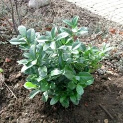 Kirsebærlaurbær 'Etna' Prunus Laurocerasus 'Etna' Opstammet 180 Cm. 12 Liter Potte -Osmo Salgsbutik p1609 47485 prunus laurocerasus etna 3545