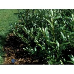 Kirsebærlaurbær 'Prufon' Prunus Laurocerasus 'Prufon' Med Klump,- 50-60 Cm.