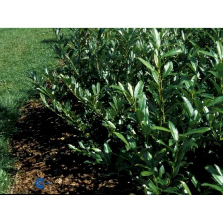 Kirsebærlaurbær 'Prufon' Prunus Laurocerasus 'Prufon' Med Klump,- 50-60 Cm. 3 Kirsebærlaurbær 'Prufon' Prunus Laurocerasus 'Prufon' Med Klump,- 50-60 Cm.