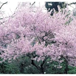 Oktoberkirsebær Prunus Subhirtella Autumnalis Med Klump,- 125-150 Cm.
