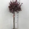 Dværgblodblomme Prunus X Cistena Opstammet 110 Cm. 7,5 Liter Potte