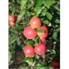Æble 'Ahrista' Malus X 'Ahrista' 4-8 Grene. 120-160 Cm. Potte, (M7) -Osmo Salgsbutik p16610 8259 malus x ahrista f4dd