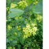 Guldribs Ribes Aureum Med Klump,- 125-150 Cm. -Osmo Salgsbutik p1710 1372 ribes aureum 4ab0