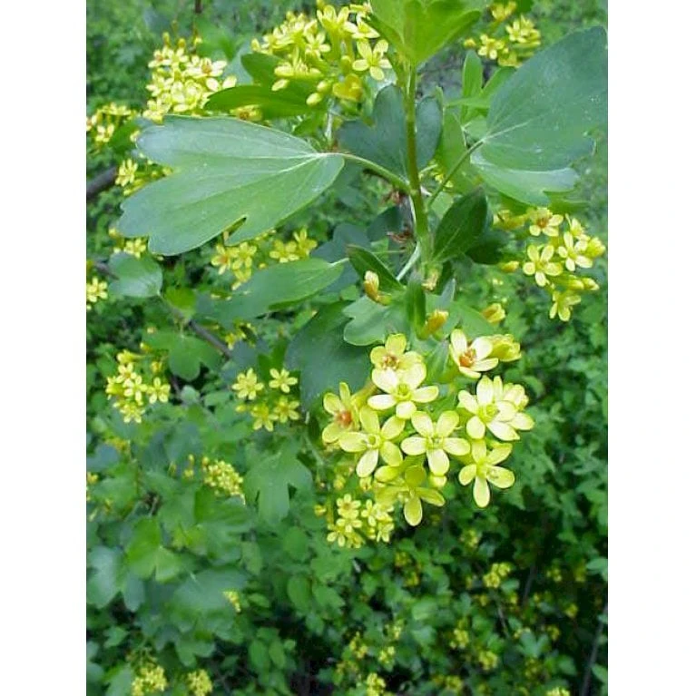 Guldribs Ribes Aureum Med Klump,- 125-150 Cm. 3 Guldribs Ribes Aureum Med Klump,- 125-150 Cm.