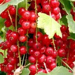 Ribs 'Jonkheer Van Tets' Ribes Rubrum 'Jonkheer Van Tets' Barrods,- 4-8 Grene