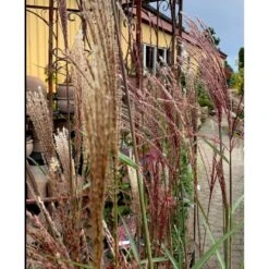 Elefantgræs 'Flamingo' Miscanthus 'Flamingo' 3,0 Liter Potte -Osmo Salgsbutik p17848 38526 elefantgraes 1f2a