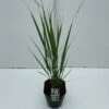 Rishirse Stålblå 'Northwind' Panicum Virgatum 'Northwind' 5 Liter Potte -Osmo Salgsbutik p17850 33708 panicum virgatum northwind 0d83