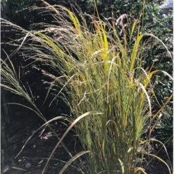 Rishirse Stålblå 'Northwind' Panicum Virgatum 'Northwind' 5 Liter Potte 12 Rishirse Stålblå 'Northwind' Panicum Virgatum 'Northwind' 5 Liter Potte -Osmo Salgsbutik p17850 36572 panicum virgatum northwind b694