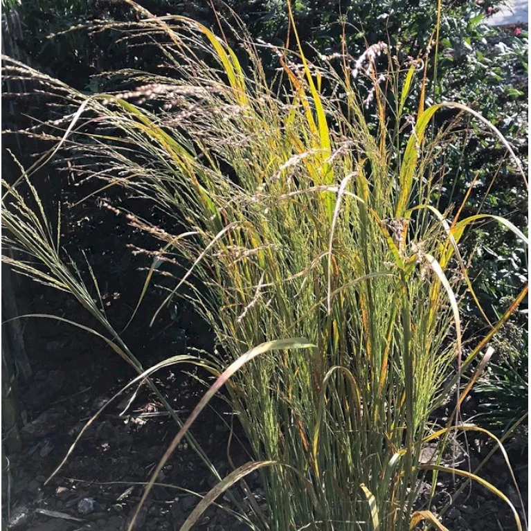 Rishirse Stålblå 'Northwind' Panicum Virgatum 'Northwind' 5 Liter Potte 6 Rishirse Stålblå 'Northwind' Panicum Virgatum 'Northwind' 5 Liter Potte - Billede 4