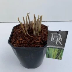 Rishirse Stålblå 'Northwind' Panicum Virgatum 'Northwind' 5 Liter Potte 11 Rishirse Stålblå 'Northwind' Panicum Virgatum 'Northwind' 5 Liter Potte -Osmo Salgsbutik p17850 38211 image a5c7