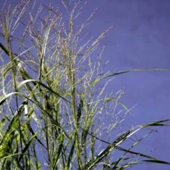 Rishirse Stålblå 'Northwind' Panicum Virgatum 'Northwind' 5 Liter Potte 13 Rishirse Stålblå 'Northwind' Panicum Virgatum 'Northwind' 5 Liter Potte -Osmo Salgsbutik p17850 52380 panicum virgatum northwind 7072