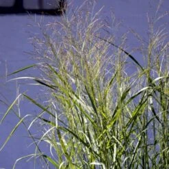 Rishirse Stålblå 'Northwind' Panicum Virgatum 'Northwind' 5 Liter Potte 14 Rishirse Stålblå 'Northwind' Panicum Virgatum 'Northwind' 5 Liter Potte -Osmo Salgsbutik p17850 52381 panicum virgatum northwind 695c