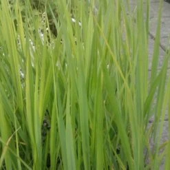 Rishirse Stålblå 'Northwind' Panicum Virgatum 'Northwind' 5 Liter Potte 15 Rishirse Stålblå 'Northwind' Panicum Virgatum 'Northwind' 5 Liter Potte -Osmo Salgsbutik p17850 52382 panicum virgatum northwind d551