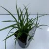 Star 'Irish Green' Carex Morrowii 'Irish Green' 1 Liter Potte -Osmo Salgsbutik p17856 34088 carex morrowii irish green 8a06