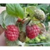 Sommer Hindbær 'Mormors Hindbær' Rubus Idaeus 'Mormorshallon' Barrods,- 8-10 Mm. Rodhals. -Osmo Salgsbutik p17964 10485 rubus idaeus mormorshallon c74a
