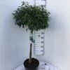 Portugisisk Laurbærkirsebær Prunus Lusitanica 'Angustifolia' Opstammet 60 Cm. 10 Liter Potte -Osmo Salgsbutik p17972 47405 prunus lusitanica angustifolia ecfd