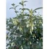 Stenved Osmanthus Burkwoodi Potte 3,5 Liter 20-30 Cm.