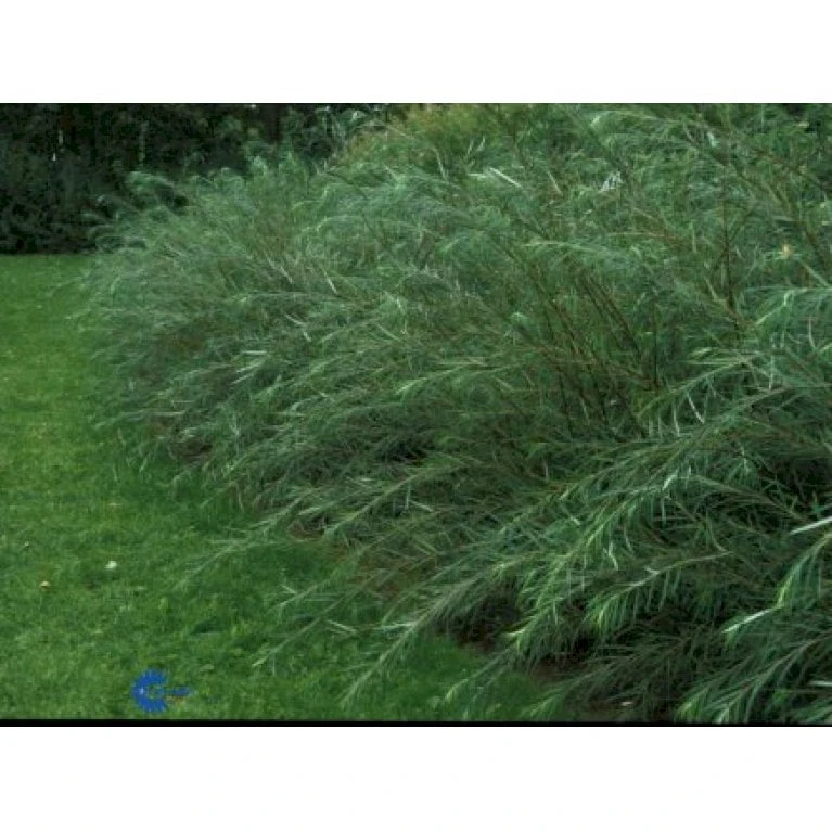 Rosmarinpil Salix Repens 'Rosmarinifolia' Potte 7,5 Liter 80-100 Cm. 5 Rosmarinpil Salix Repens 'Rosmarinifolia' Potte 7,5 Liter 80-100 Cm. - Billede 3