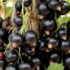 Solbær 'Titania' Ribes Nigrum 'Titania' 3,5 Liter Potte 11 Solbær 'Titania' Ribes Nigrum 'Titania' 3,5 Liter Potte -Osmo Salgsbutik p1928 48790 ribes nigrum titania a4db