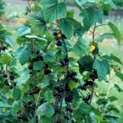 Solbær 'Titania' Ribes Nigrum 'Titania' 3,5 Liter Potte 12 Solbær 'Titania' Ribes Nigrum 'Titania' 3,5 Liter Potte -Osmo Salgsbutik p1928 48791 ribes nigrum titania 637c