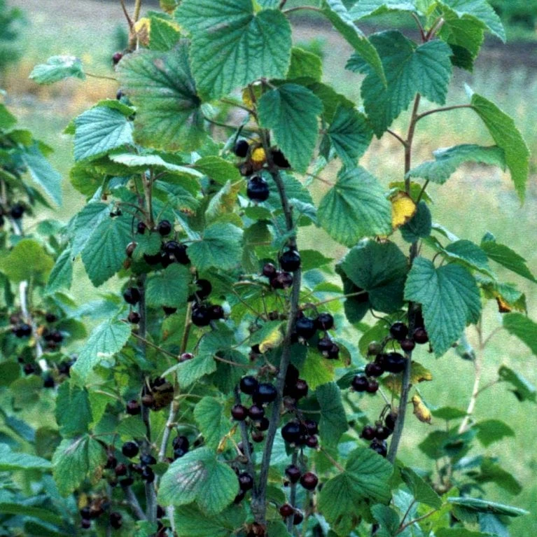Solbær 'Titania' Ribes Nigrum 'Titania' 3,5 Liter Potte 6 Solbær 'Titania' Ribes Nigrum 'Titania' 3,5 Liter Potte - Billede 4