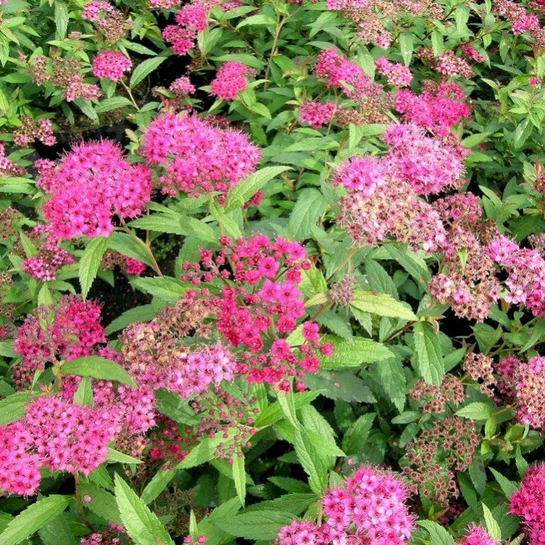 Spiræa 'Anthony Waterer' Spiraea X Bumalda 'Anthony Waterer' Potte 3,0 Liter,- 30-40 Cm. 3 Spiræa 'Anthony Waterer' Spiraea X Bumalda 'Anthony Waterer' Potte 3,0 Liter,- 30-40 Cm.