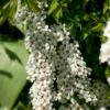 Snedrivebusk 'Grefsheim' Spiraea X Cinerea 'Grefsheim' Potte 2,0 Liter,- 40-60 Cm.