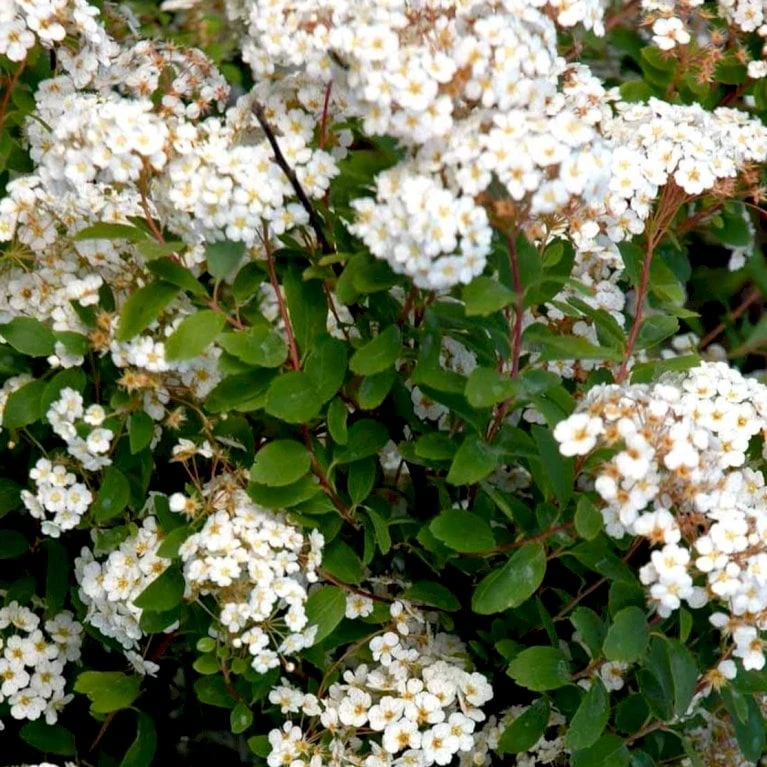 Buketspiræa Spiraea X Vanhouttei Plug + 2 års, 50-80 Cm. 4 Buketspiræa Spiraea X Vanhouttei Plug + 2 års, 50-80 Cm. - Billede 2